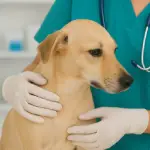 Icono Oncologia - Policlinica Veterinaria Rover