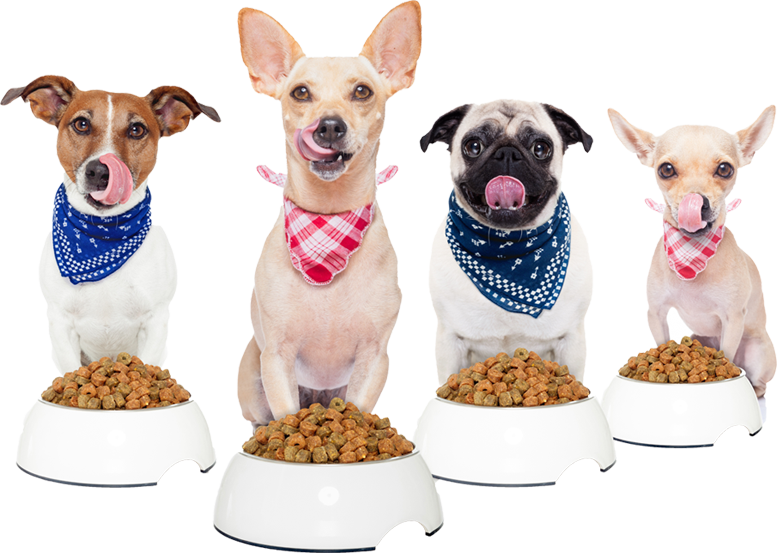 Perros felices y bien alimentados en la Policlínica Veterinaria Rover tras recibir cuidados veterinarios en Zaragoza Perros felices y bien alimentados en la Policlínica Veterinaria Rover tras recibir cuidados veterinarios en Zaragoza