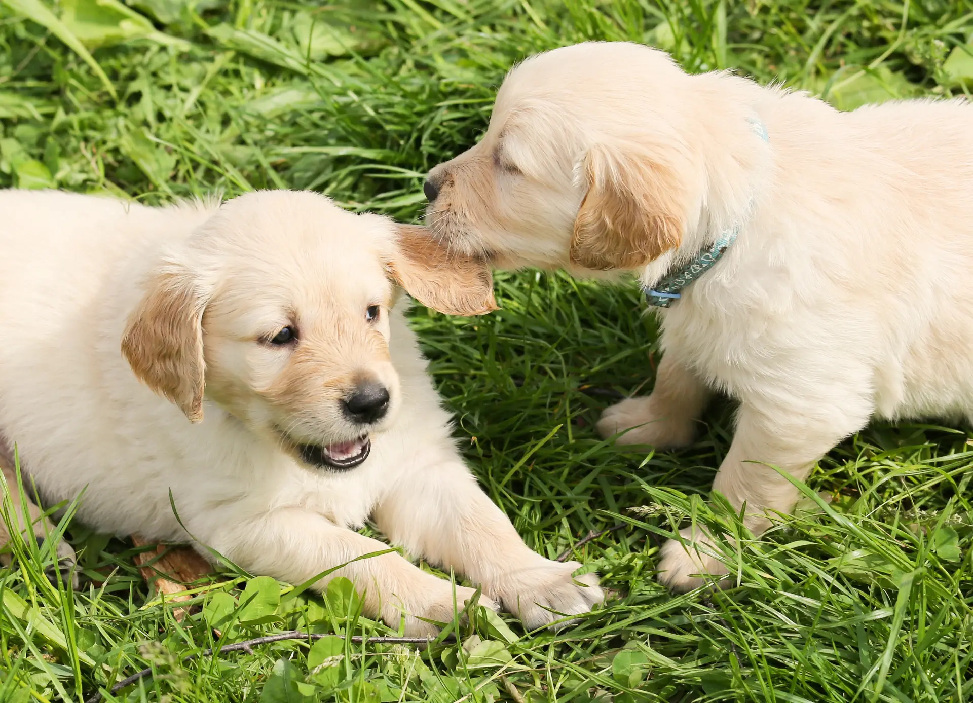 pet-care-blog-01