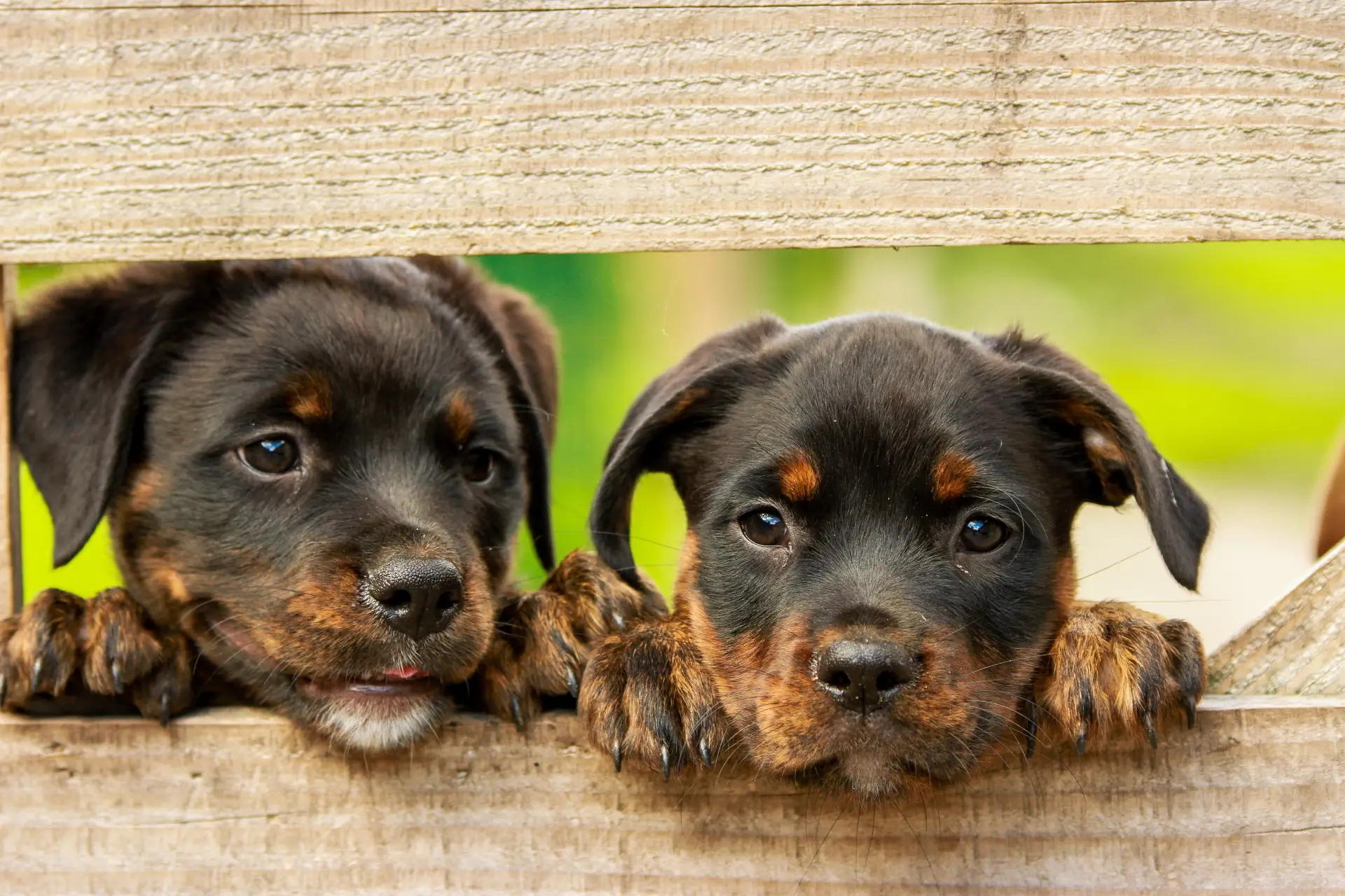 Cachorros en Policlínica Veterinaria Rover, especialistas en salud animal en Zaragoza Cachorros en Policlínica Veterinaria Rover, especialistas en salud animal en Zaragoza